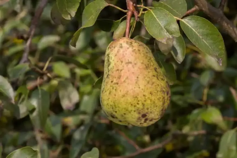 Pear tree with pear scab disease.