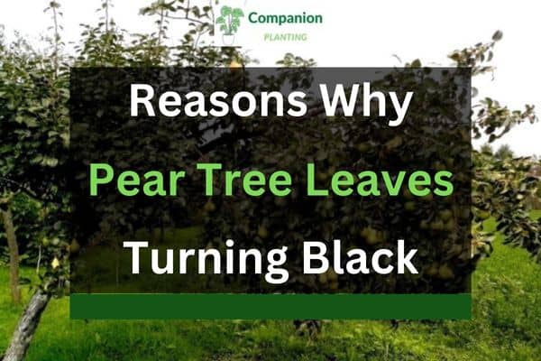 Pear Tree Leaves Turning Black 3 Reasonssolutions Companion Planting