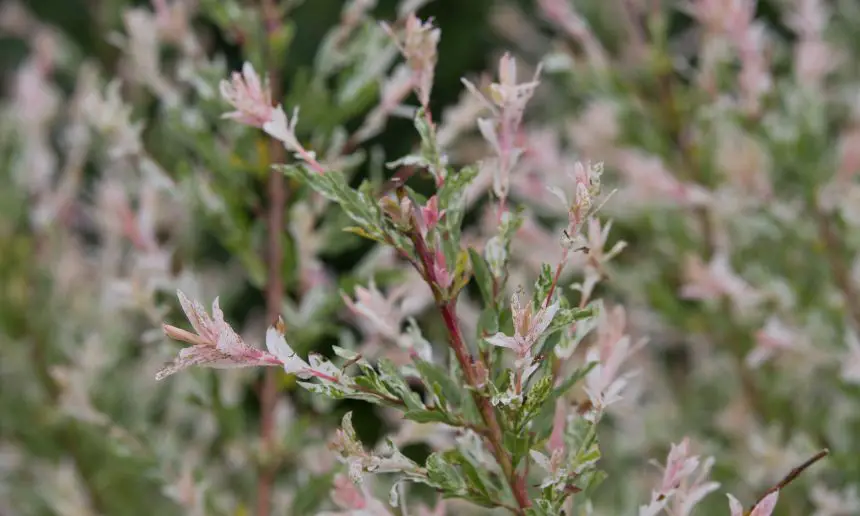 Salix Flamingo tree.