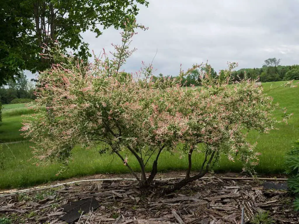 3 Reasons Why Your Salix Flamingo Tree is Dying Companion Planting