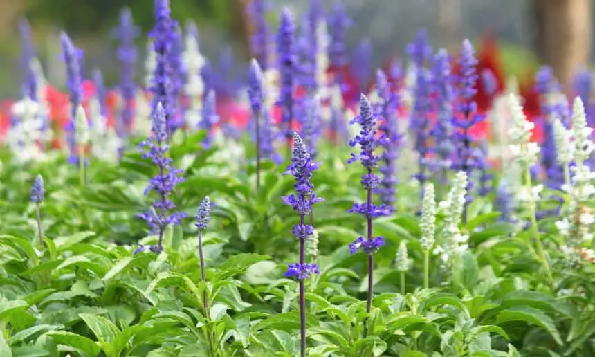 Salvias in a garden.