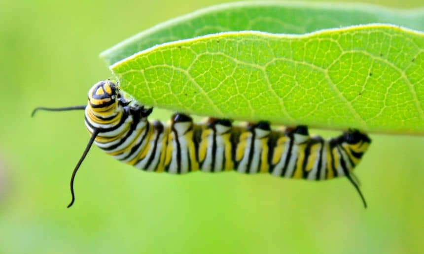 Caterpillar eats a leaf.