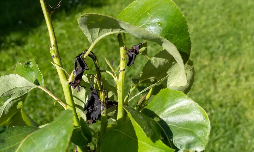 Pear tree with black leaves from fire blight.