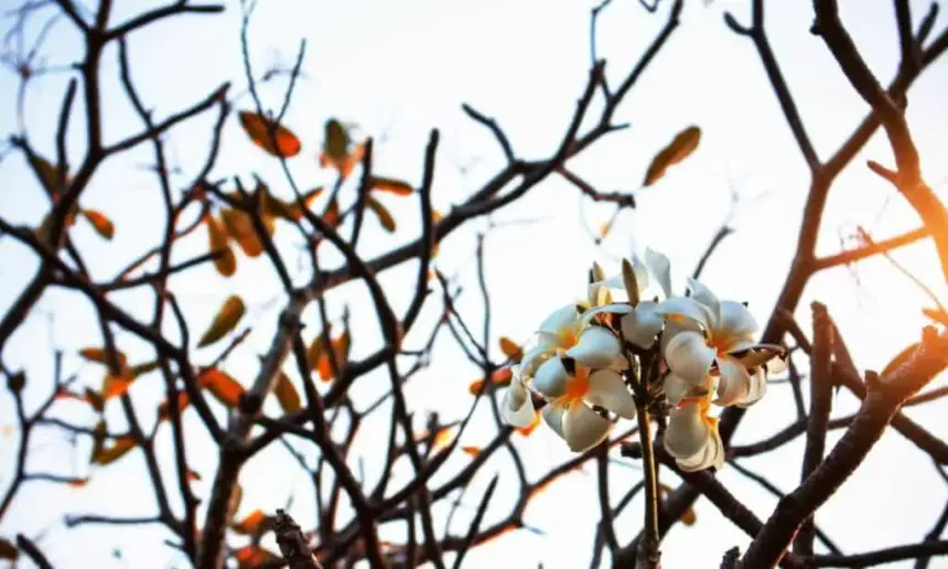 Plumeria in the autumn.