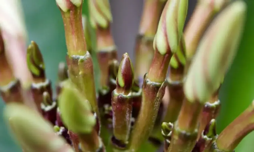 Plumeria flower buds.