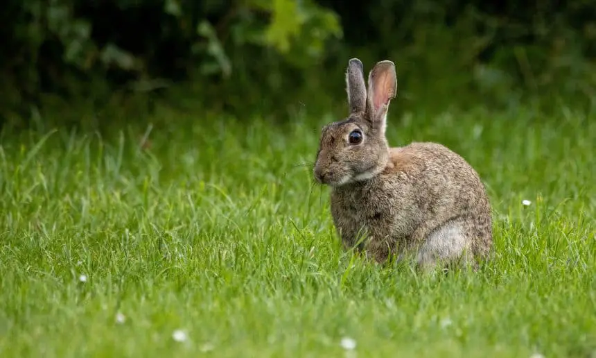 Rabbit in the green.