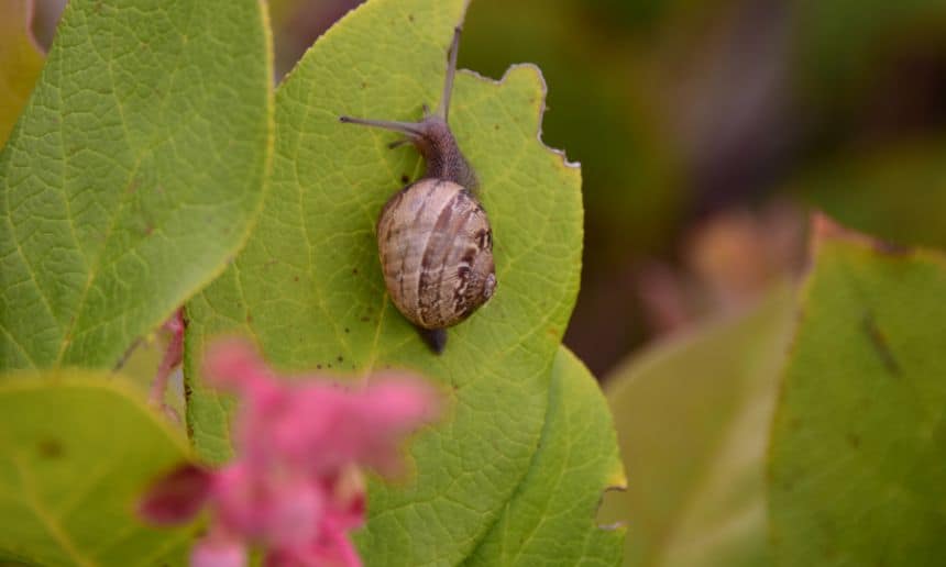 Close-up of a snail eating a leaf.