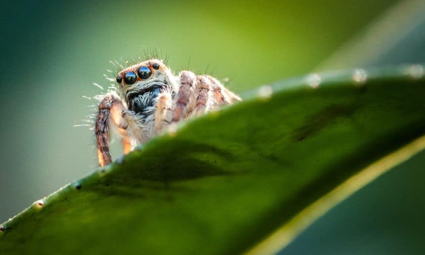 Close up of a spider mite.