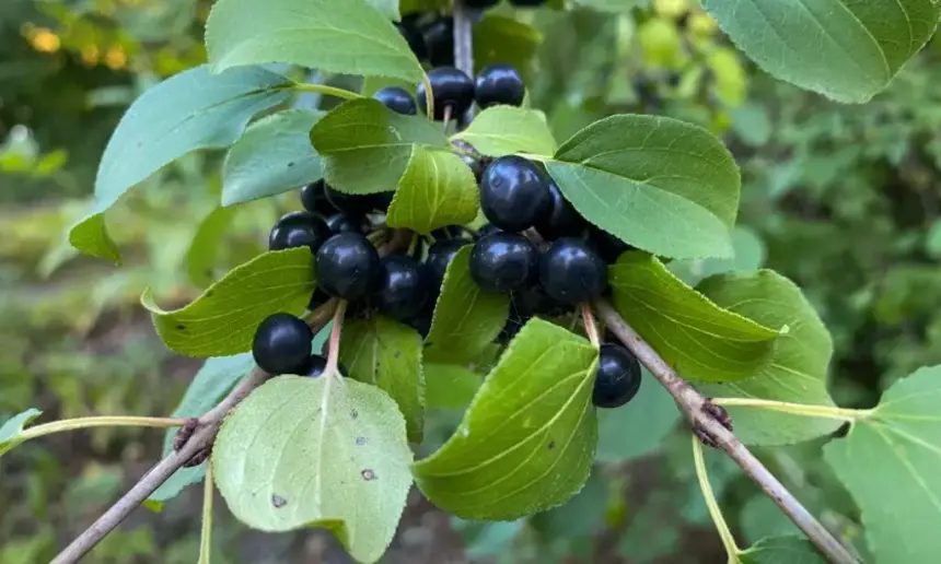 Buckthorn plant with fruits.