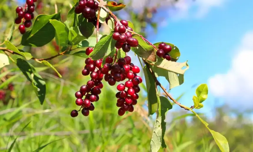 Chokecherry plant with fruits.