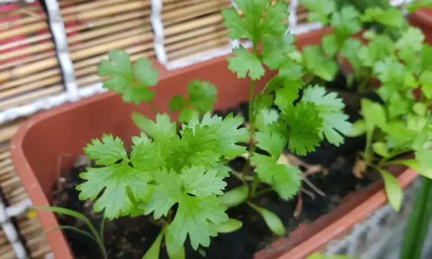 Cilantro with slightly yellow leaves.