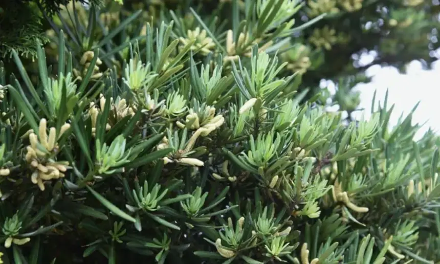 Podocarpus Tree.