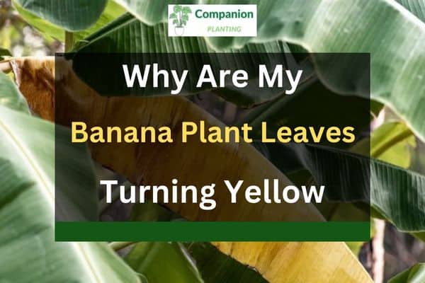 Why are My Banana Plant Leaves Turning Yellow and Brown? | Companion ...