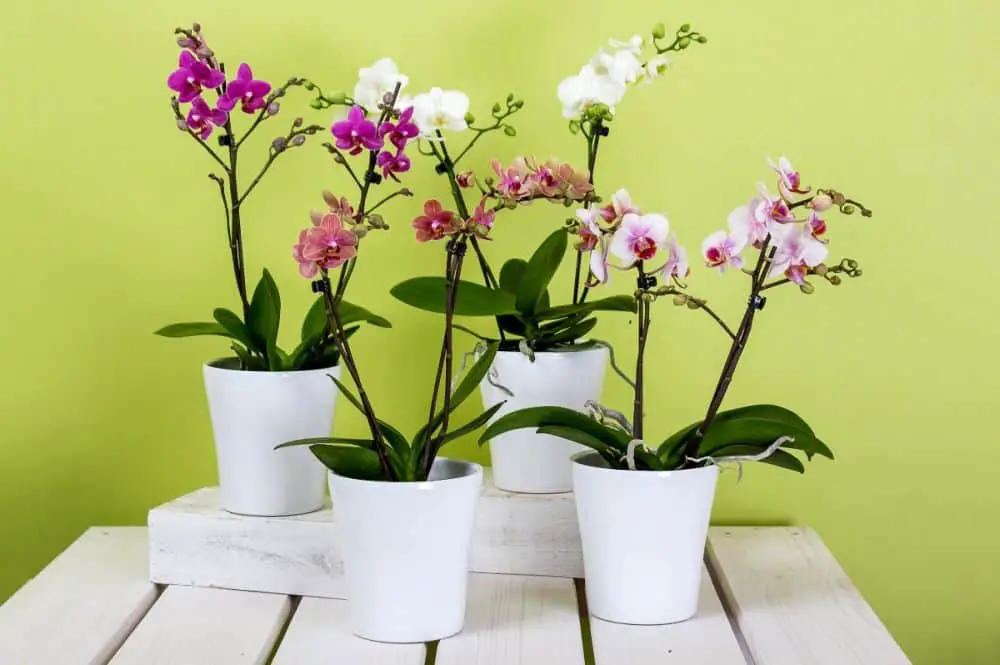 how-to-stimulate-root-growth-in-orchids-4-ways-companion-planting