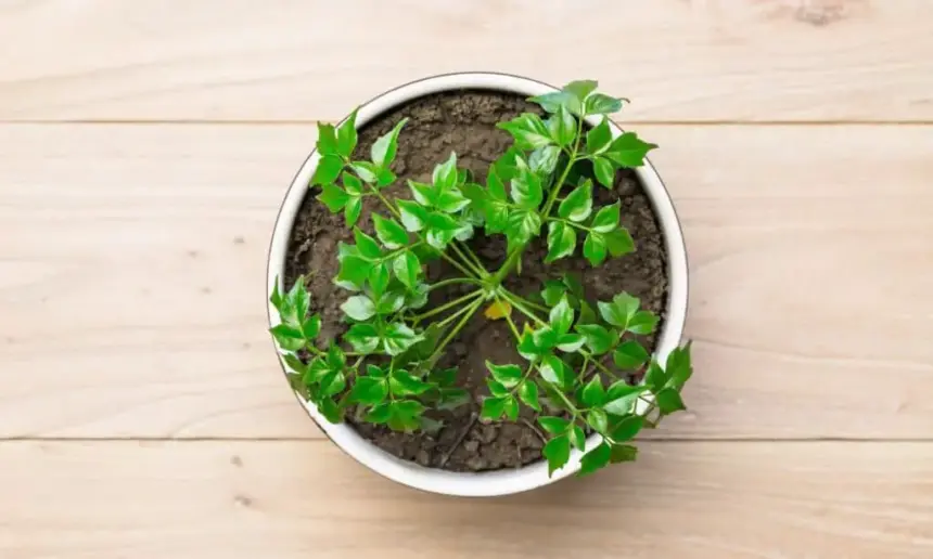 Potted plant with dry soil.