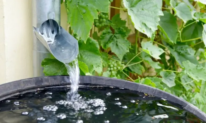 Rain barrel with contaminated water.