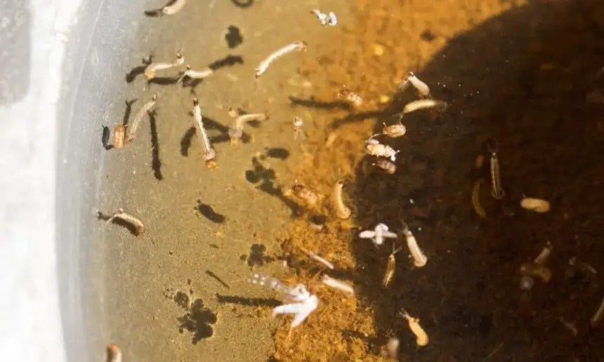 Mosquitoe larves in rain barrel.