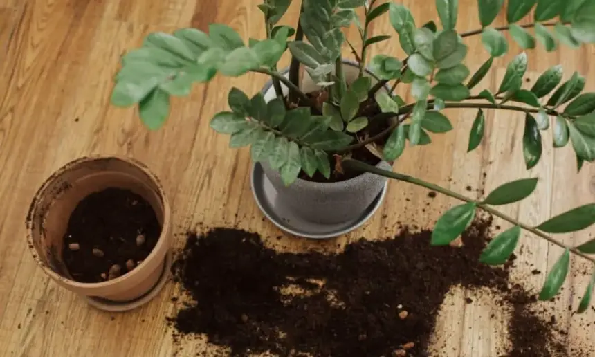 Potted plant with dry soil outside.