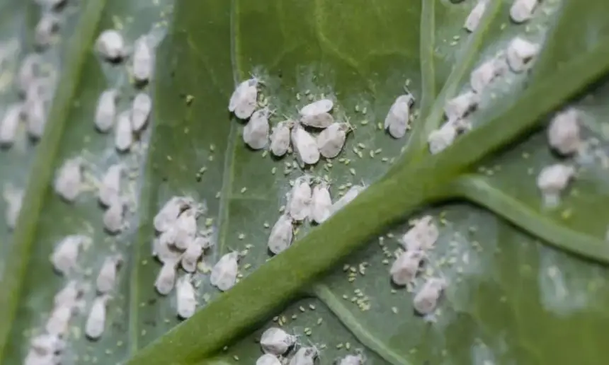 Whiteflies on a plant leave.