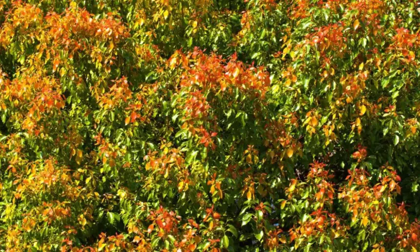 Azalea Leaves Turning Red.