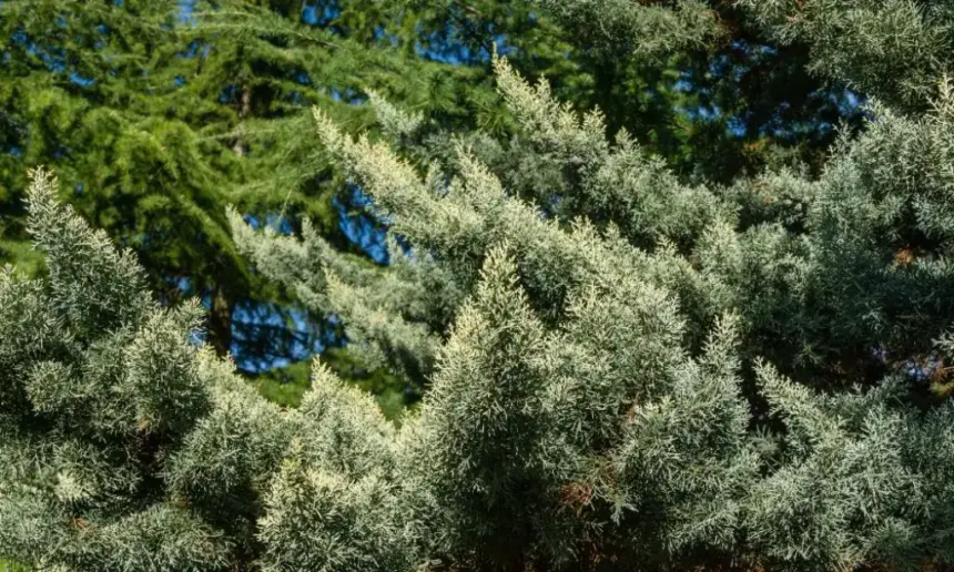 Carolina Sapphire Cypress Turns Brown.