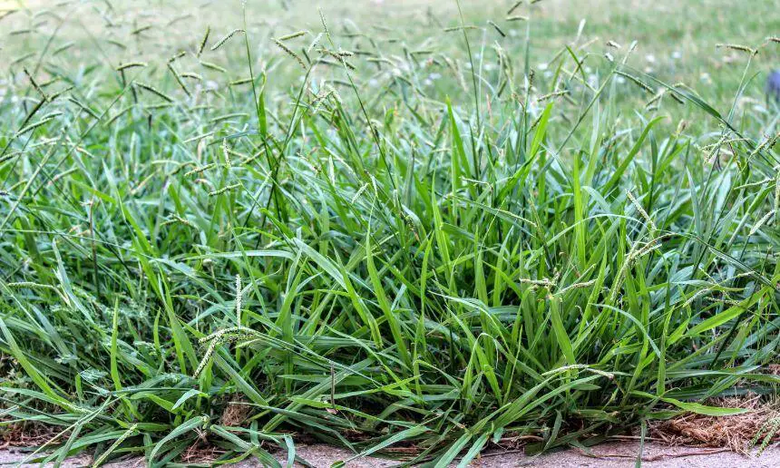 Lawn taken over by crabgrass.
