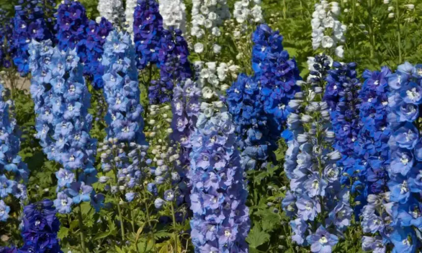 Delphinium blooming in a summer field.