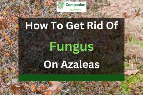 How To Get Rid Of Fungus On Azaleas Companion Planting