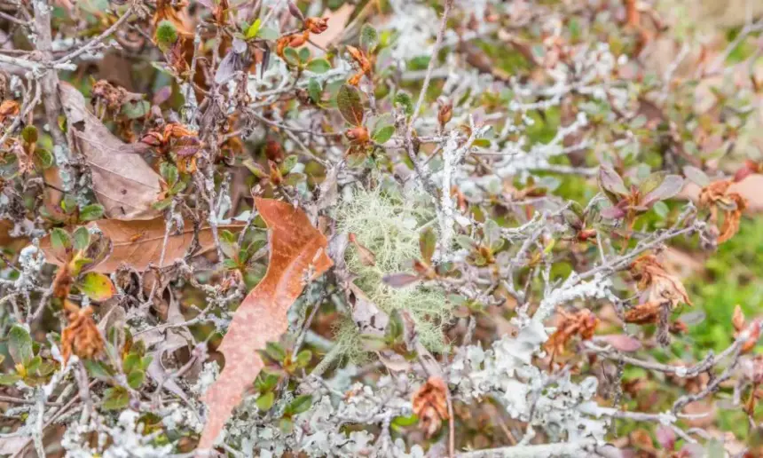 Fungus on Azaleas.