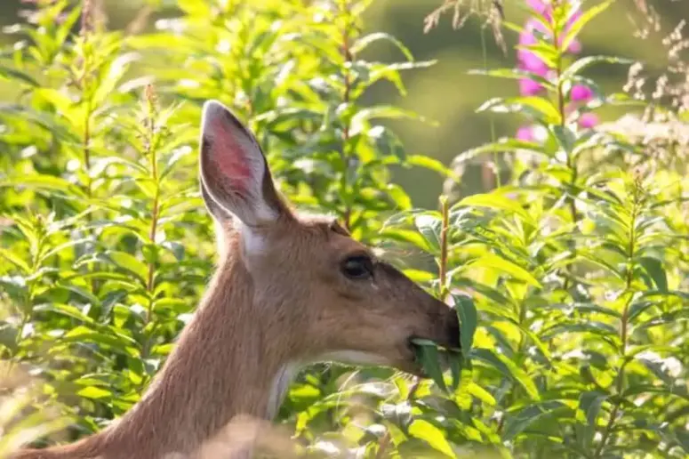 Deer eats flowers.