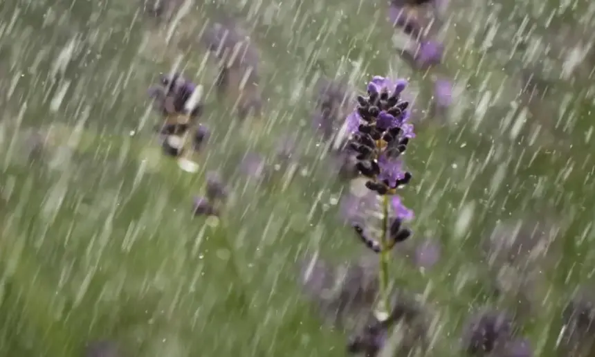 Lavender in the rain.