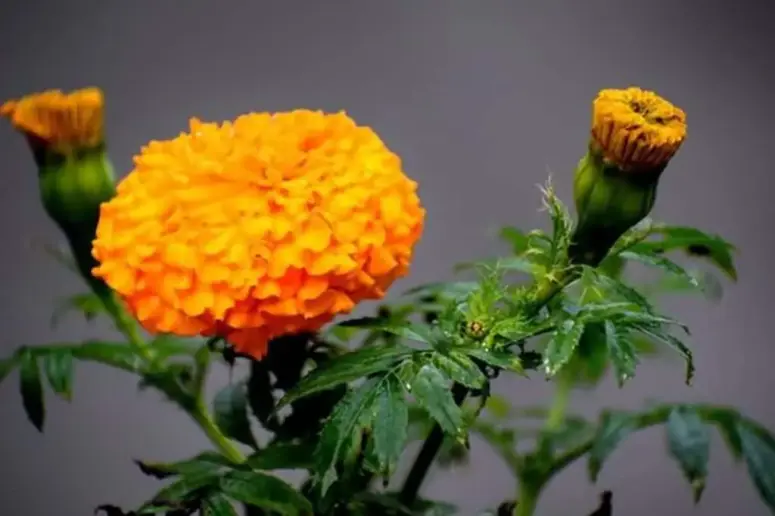 Marigold plant.