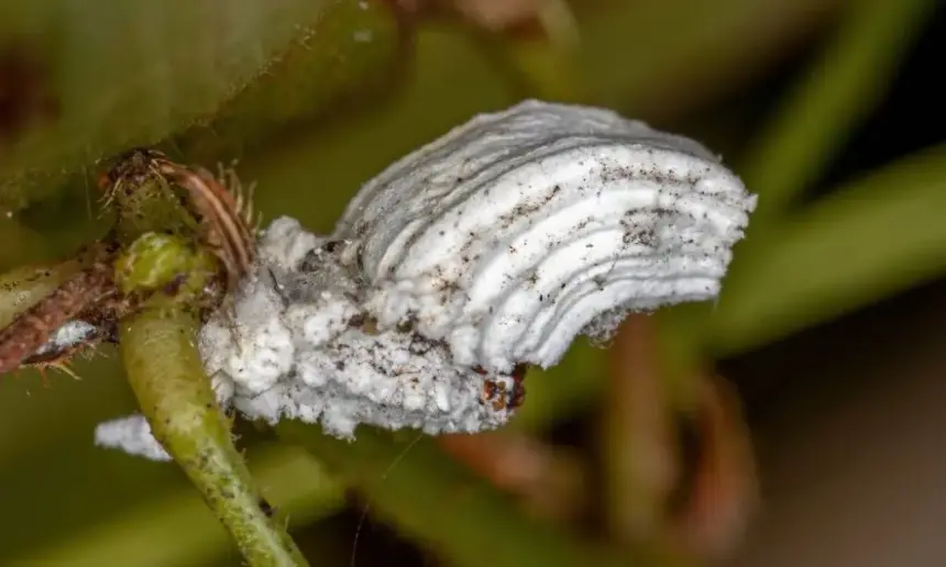 White Scale Insects of the superfamily coccoidea. 