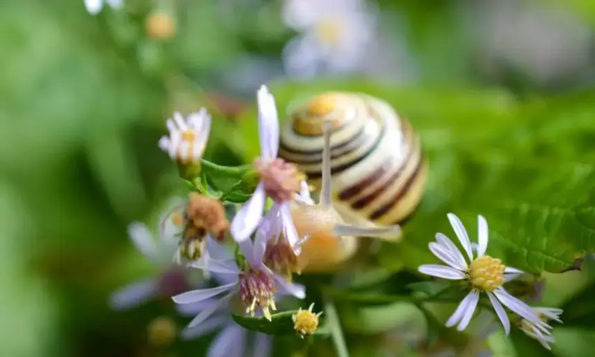A snail on a flower.