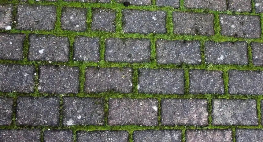 Grass between bricks.