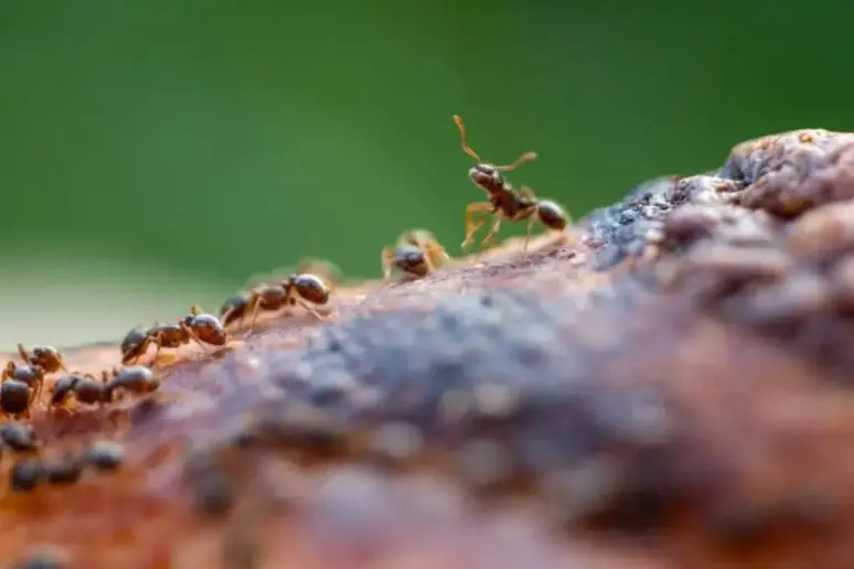 A group of ants.