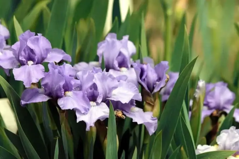 Purple Irises.