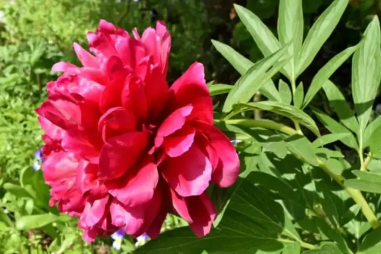 Peony Plant.