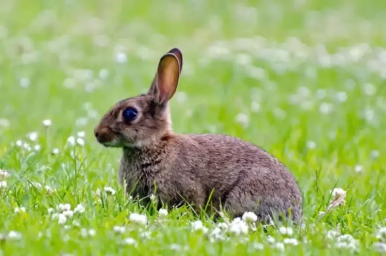 Rabbit sitting in the grass.
