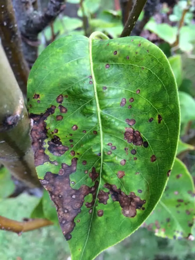 Pear tree leave with Fabraea Leaf Spot disease.