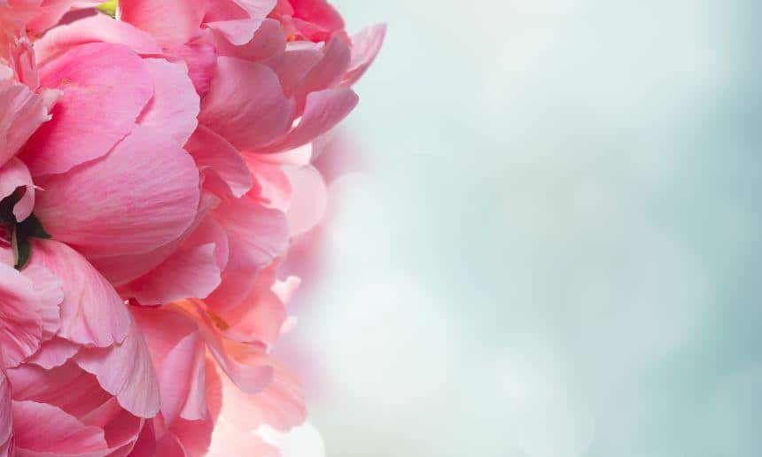 Peony flower in the sun.