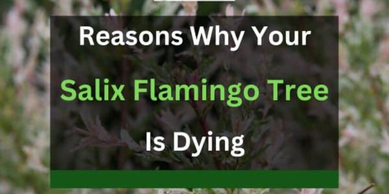 Salix Flamingo Tree Dying? 3 Reasons+Solutions