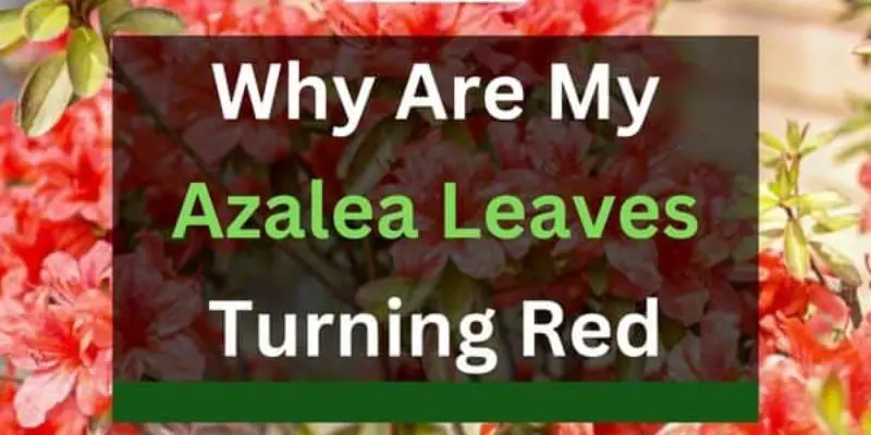 Azalea Leaves Turning Red? (5 Reasons+Solutions)