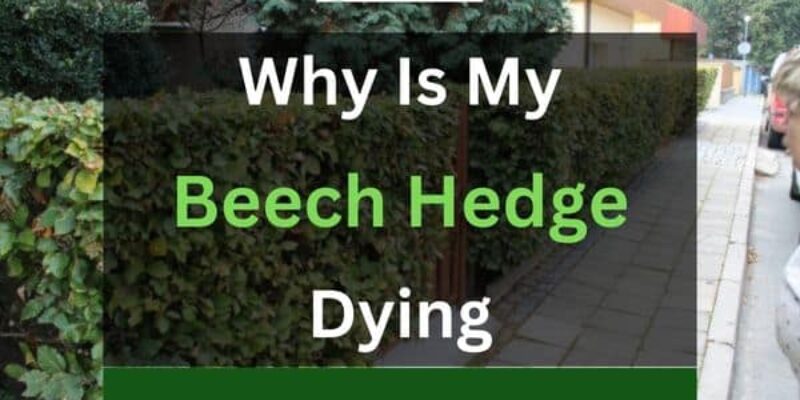 Beech Hedge Dying? (3 Reasons+Solutions)