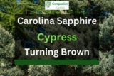 Carolina Sapphire Cypress Turning Brown? (4 Reasons+Solutions)