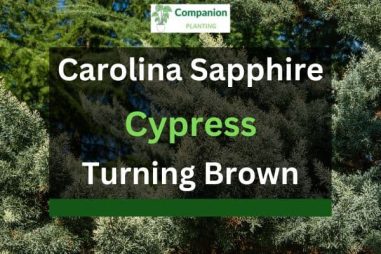 Carolina Sapphire Cypress Turning Brown? (4 Reasons+Solutions)