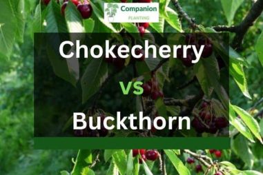 Chokecherry Vs Buckthorn – What’s The Difference?