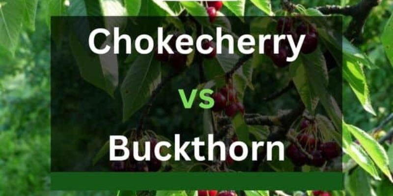 Chokecherry Vs Buckthorn – What’s The Difference?