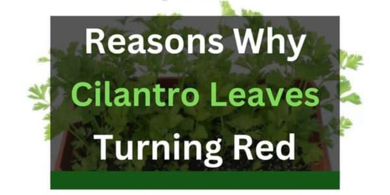Cilantro Leaves Turning Red? (3 Reasons+Solutions)