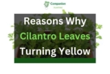 Cilantro Leaves Turning Yellow? (4 Reasons+Solutions)